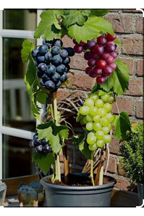 5000 Adet Üzüm Fidanı Tohumu