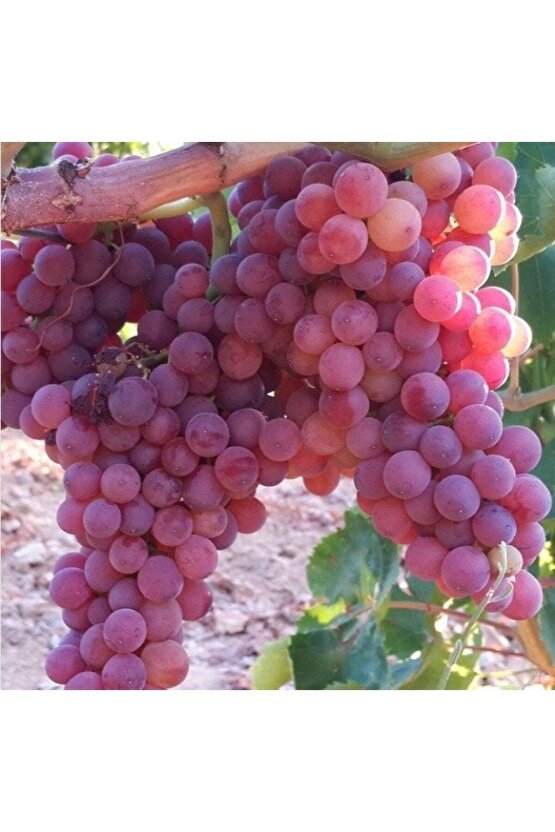 5000 Adet Üzüm Fidanı Tohumu