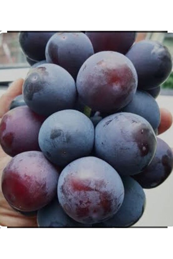 5000 Adet Üzüm Fidesi Tohumu