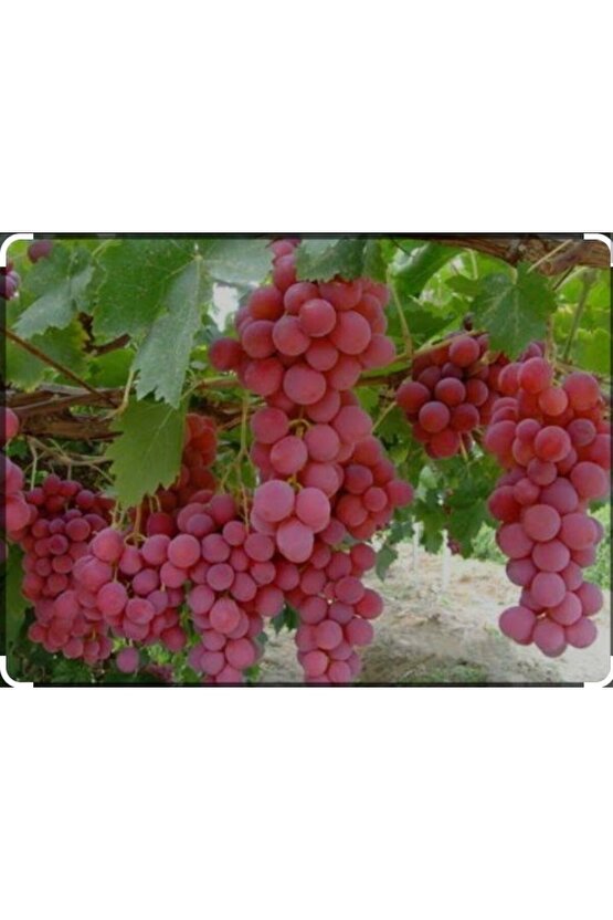 5000 Adet Üzüm Fidesi Tohumu