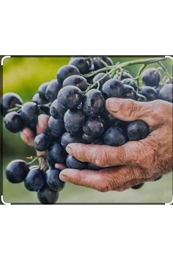 3500 Adet Üzüm Fidanı Tohumu