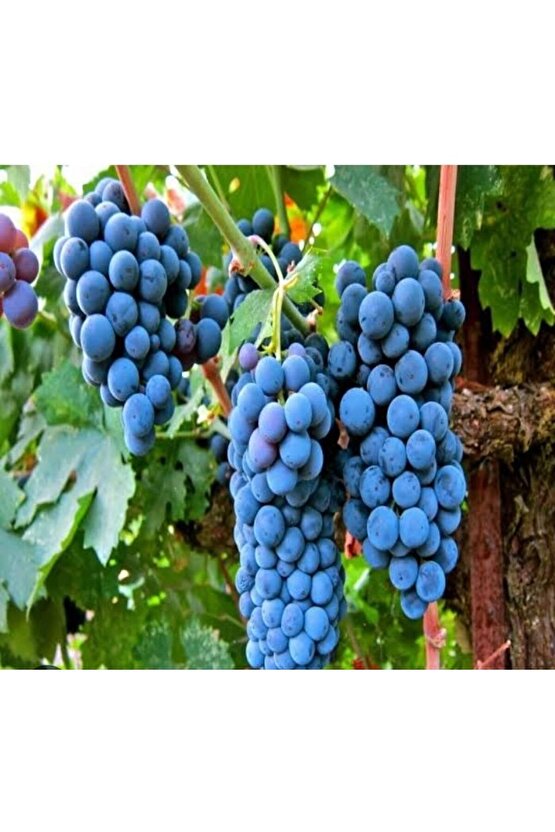 1500 Adet Üzüm Fidanı Tohumu