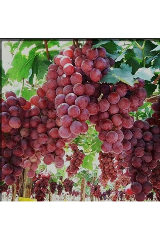 1500 Adet Üzüm Fidanı Tohumu