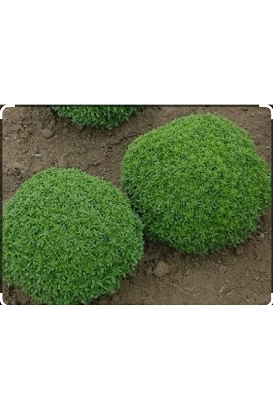 Sivrisinek Kovucu Bitki Tohumu