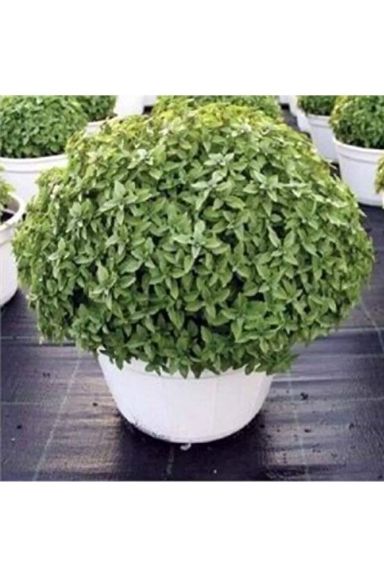 Sivrisinek Kovucu Bitki Tohumu