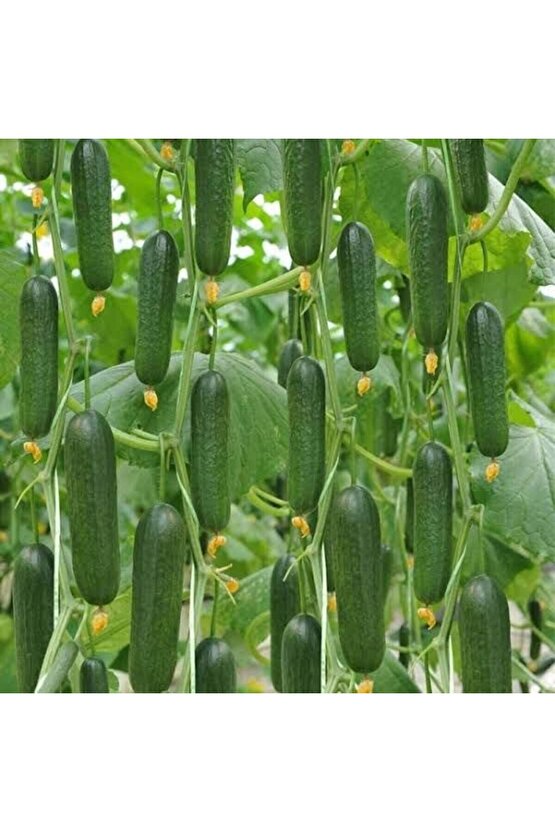 1000 Adet Köylü Salatalık Tohumu