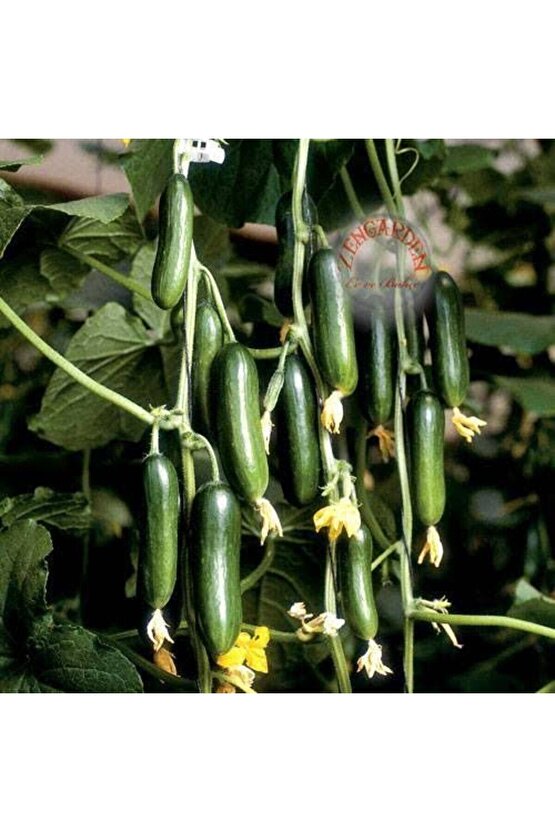 Salatalık Tohumu 1000 Adet