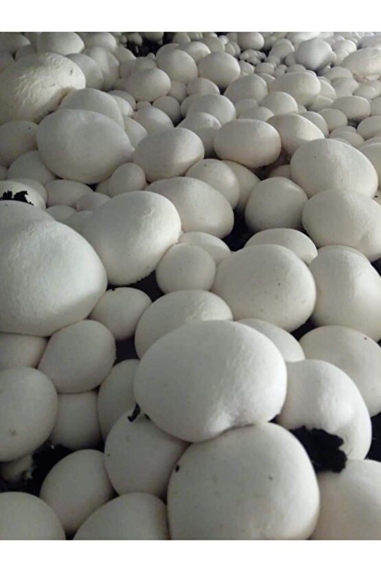 51 Kğ Beyaz Şapkalı Kültür Mantarı Tohumu