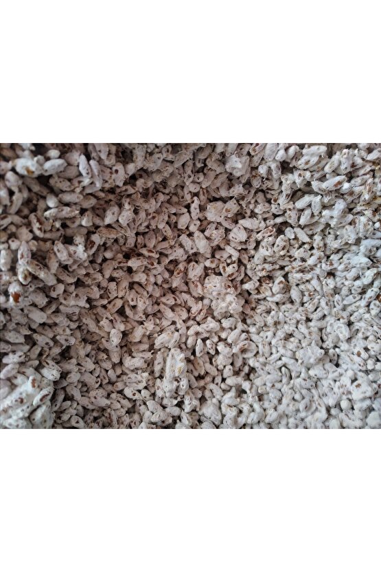 51 Kğ Beyaz Şapkalı Kültür Mantarı Tohumu