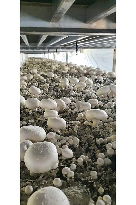 51 Kğ Beyaz Şapkalı Kültür Mantarı Tohumu