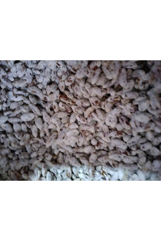 51 Kğ Beyaz Şapkalı Kültür Mantarı Tohumu