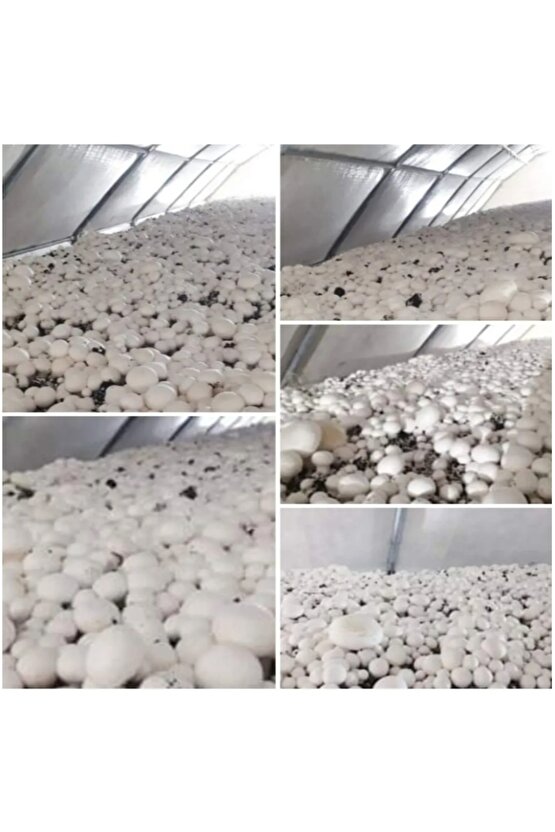 51 Kğ Beyaz Şapkalı Kültür Mantarı Tohumu