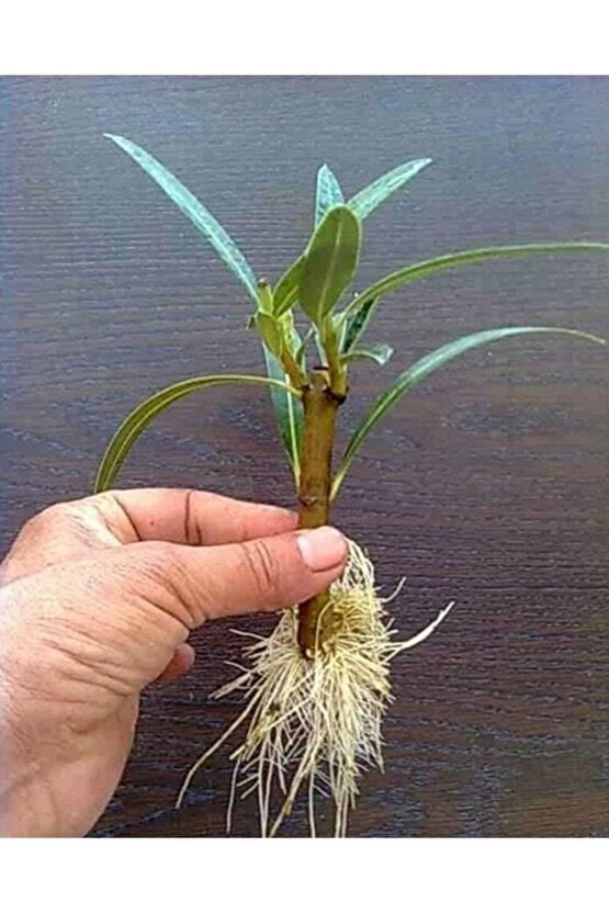 Bitki Köklendirme Hormonu + Yönerge + Hediye Üzüm Fidanı Tohumu