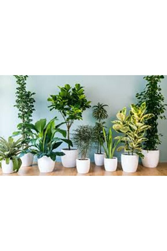 Bitki Besini 50 ml (Açıklamayı Oku)