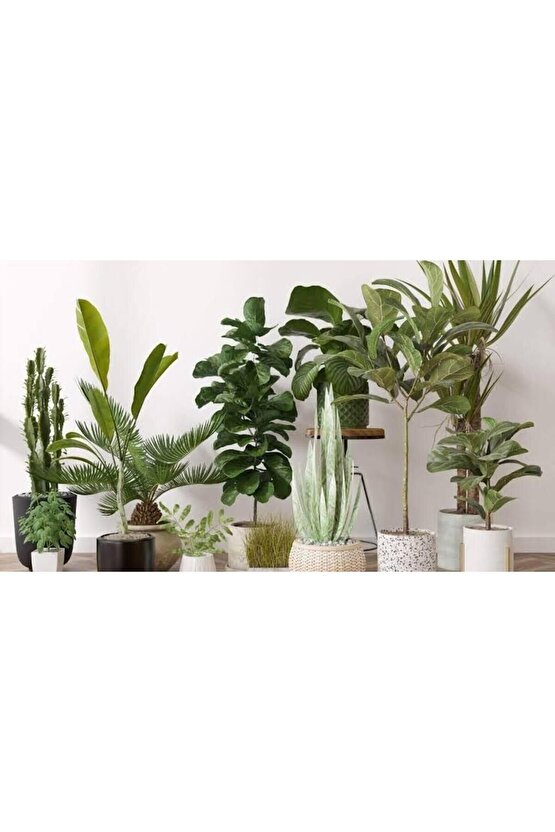 Bitki Besini 50 ml (Açıklamayı Oku)