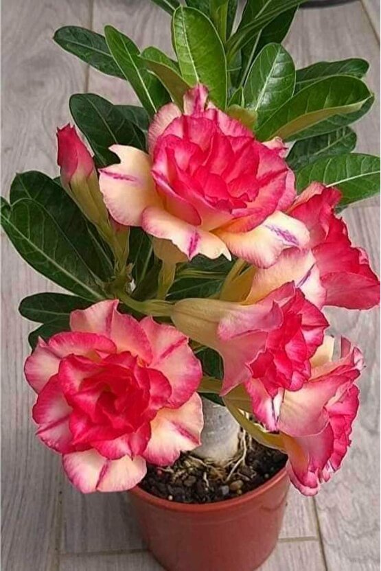 13 Litre Çöl Gülü Ekim ve Bakım Torfu