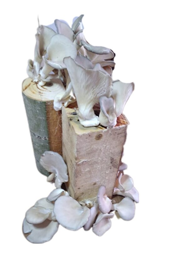 Kütükte İstiridye Mantarı Deneme Hobi Kiti