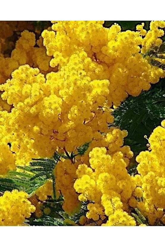 13 Litre Mimoza Çiçeği Ekim ve Bakım Torfu