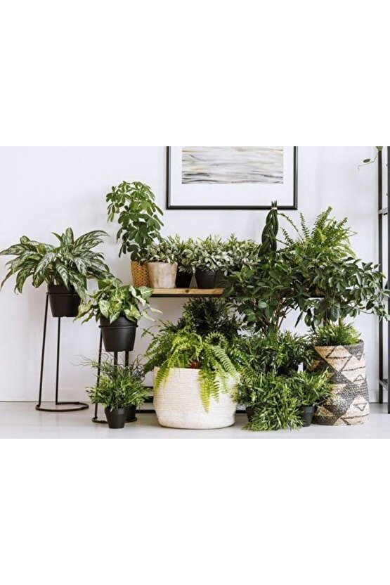 13 Litre Yeşil Yapraklı Salon Bitkileri Ekim ve Bakım Torfu