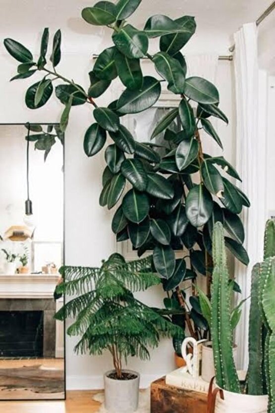 13 Litre Yeşil Yapraklı Salon Bitkileri Ekim ve Bakım Torfu