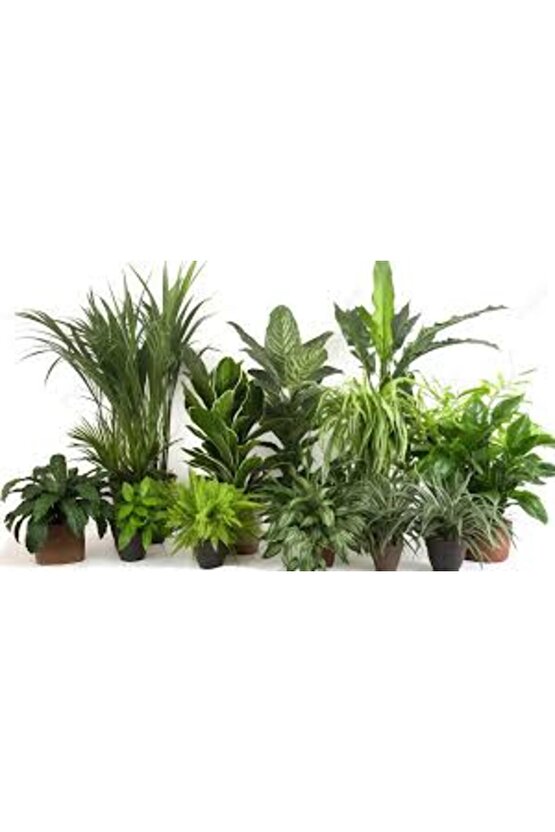 13 Litre Yeşil Yapraklı Salon Bitkileri Ekim ve Bakım Torfu