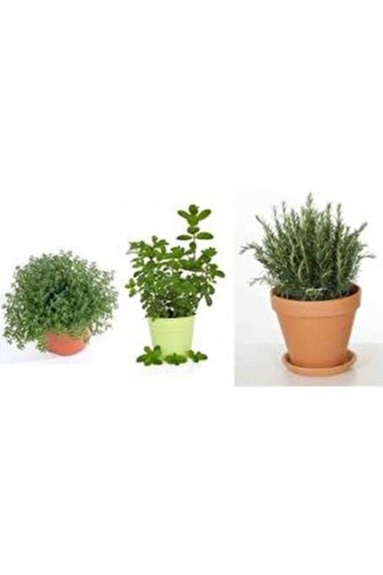 13 Litre Kekik ve Nane Ekim Bakım ve Çoğaltma Torfu