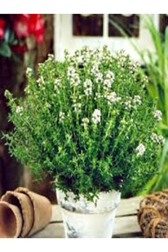 13 Litre Kekik ve Nane Ekim Bakım ve Çoğaltma Torfu