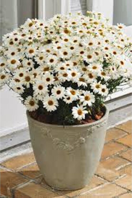 13 Litre Papatya Ekim ve Bakım Torfu