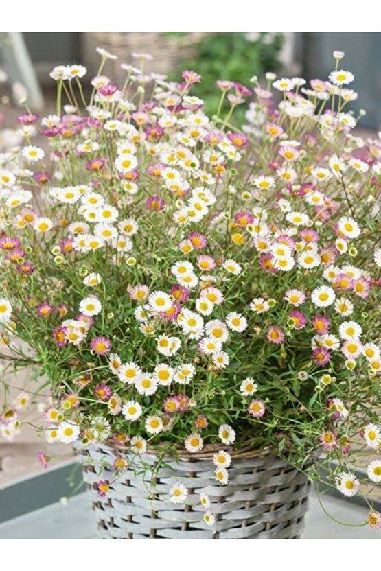 13 Litre Papatya Ekim ve Bakım Torfu