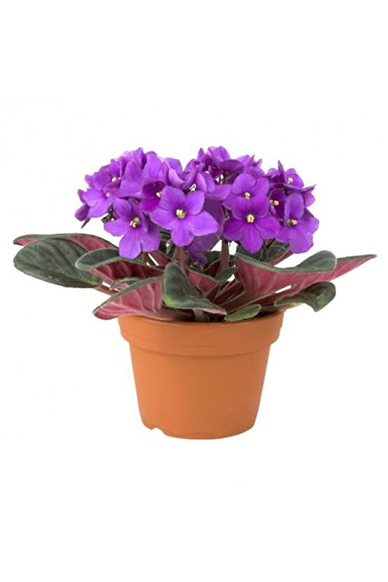 13 Litre Menekşe Çiçeği Ekim ve Bakım Torfu