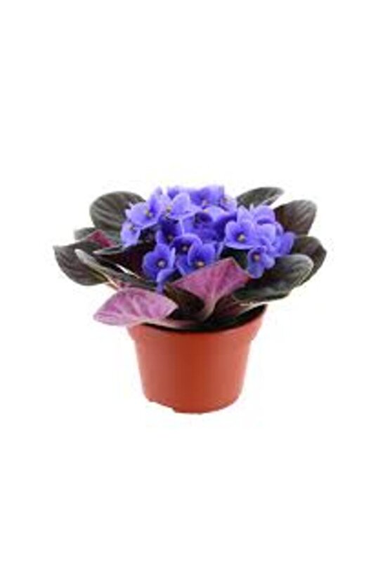 13 Litre Menekşe Çiçeği Ekim ve Bakım Torfu