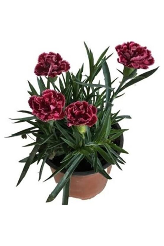 13 Litre Karanfil Çiçeği Ekim ve Bakım Torfu