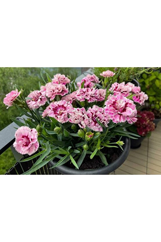 13 Litre Karanfil Çiçeği Ekim ve Bakım Torfu