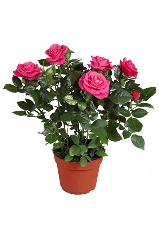 13 Litre Gül Fidanı Ekim ve Köklendirme Torfu