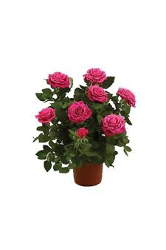 13 Litre Gül Fidanı Ekim ve Köklendirme Torfu