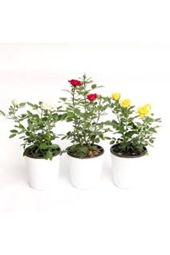 13 Litre Gül Fidanı Ekim ve Köklendirme Torfu