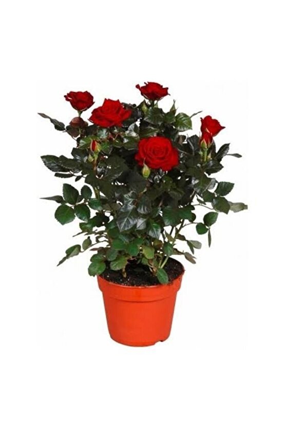 13 Litre Gül Fidanı Ekim ve Köklendirme Torfu