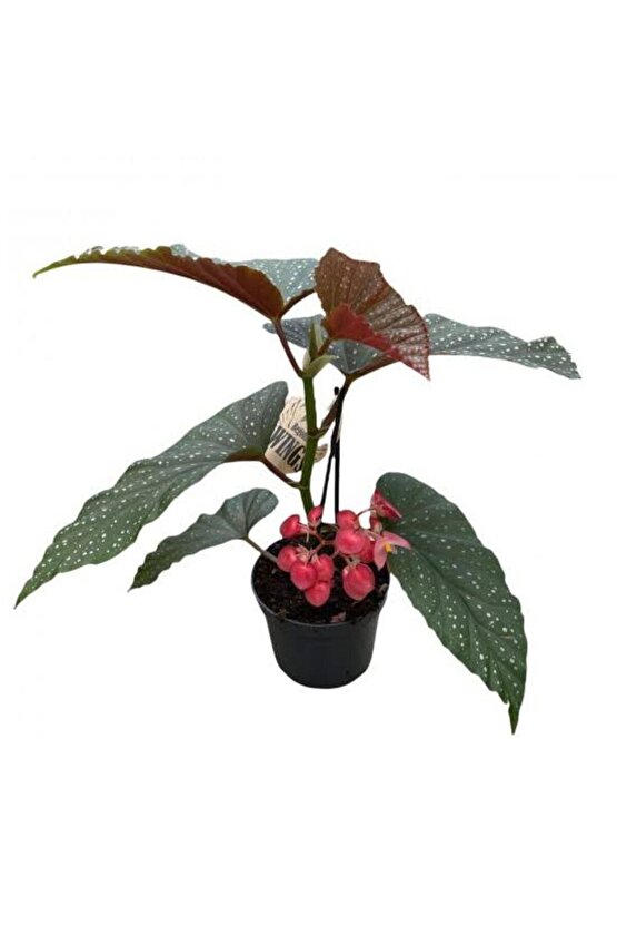 13 Litre Begonya Çiçeği Ekim ve Bakım Torfu