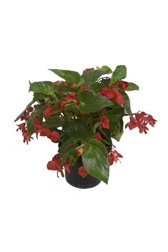 13 Litre Begonya Çiçeği Ekim ve Bakım Torfu