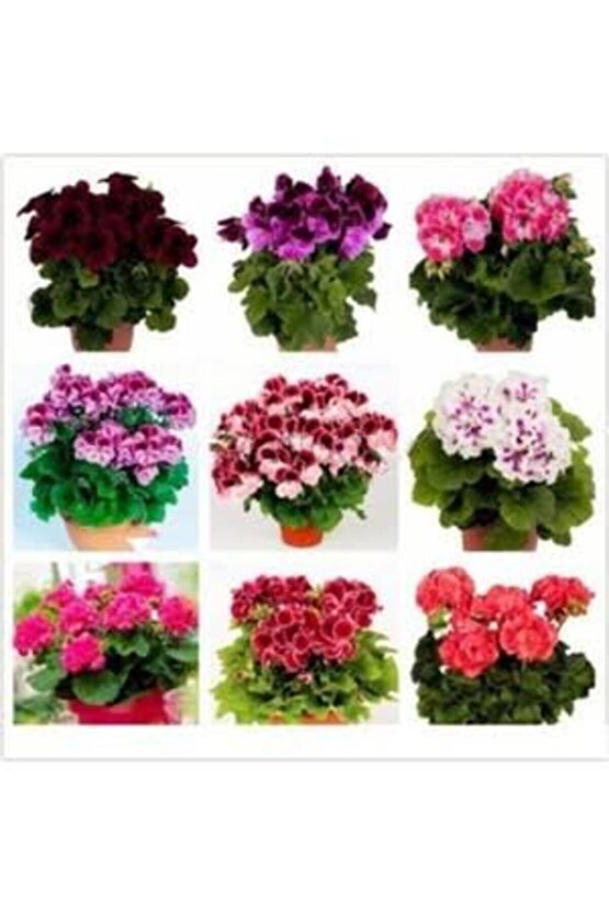 13 LİTRE SULUKENT EKİM VE BAKIM TORFU