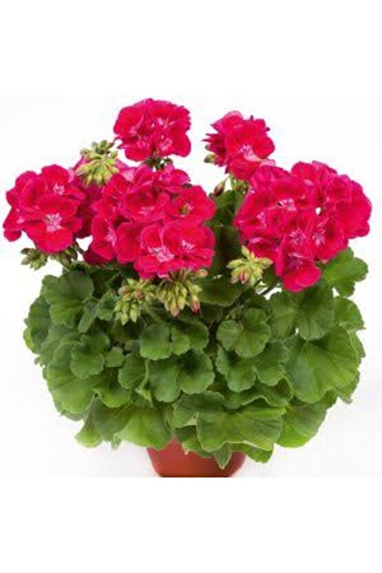 13 LİTRE SULUKENT EKİM VE BAKIM TORFU