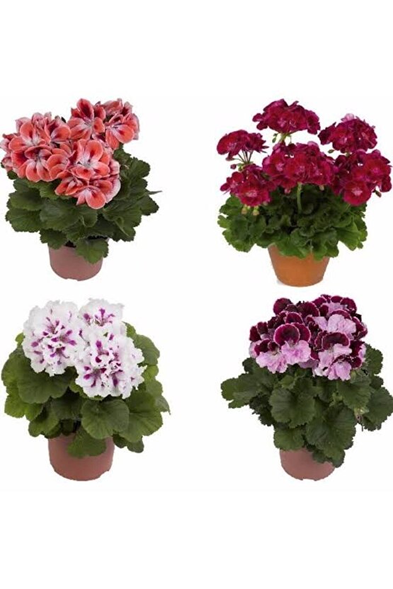 13 LİTRE SULUKENT EKİM VE BAKIM TORFU