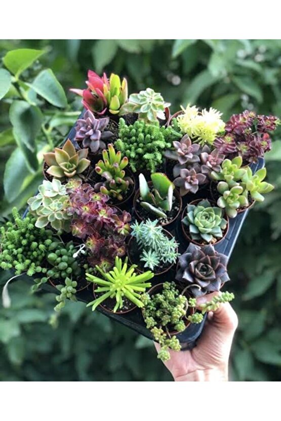 13 Litre Sulukent Ekim ve Bakım Torfu