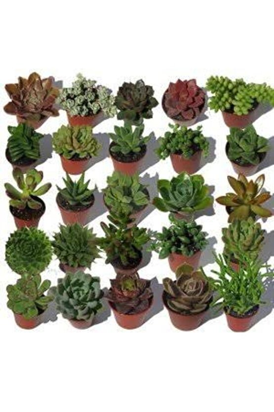 13 Litre Sulukent Ekim ve Bakım Torfu