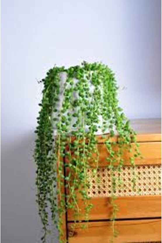 13 Litre Tesbih Çiçeği Ekim ve Bakım Torfu