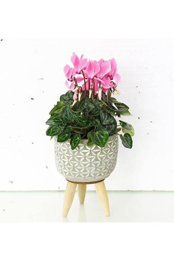 13 Litre Sıklemen Çiçeği Ekim ve Bakım Torfu