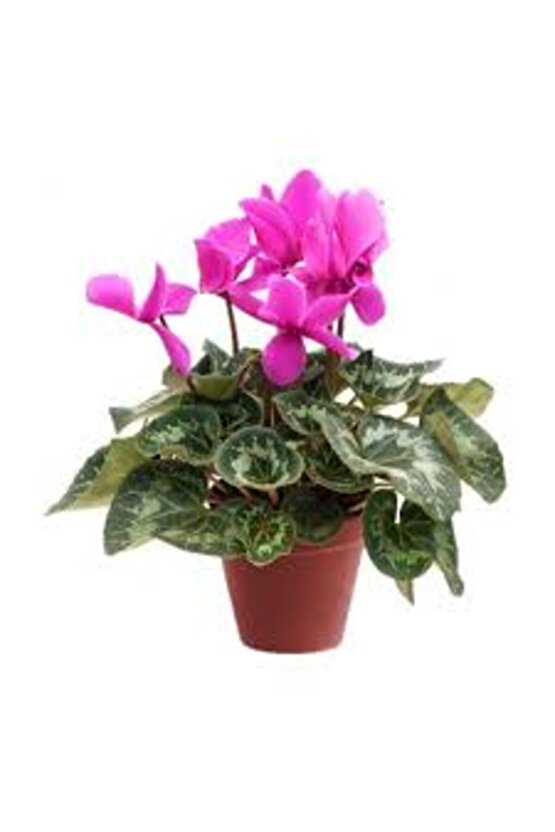 13 Litre Sıklemen Çiçeği Ekim ve Bakım Torfu