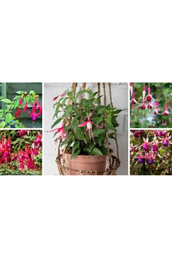 13 Litre Küpeli Çiçeği Ekim ve Bakım Torfu