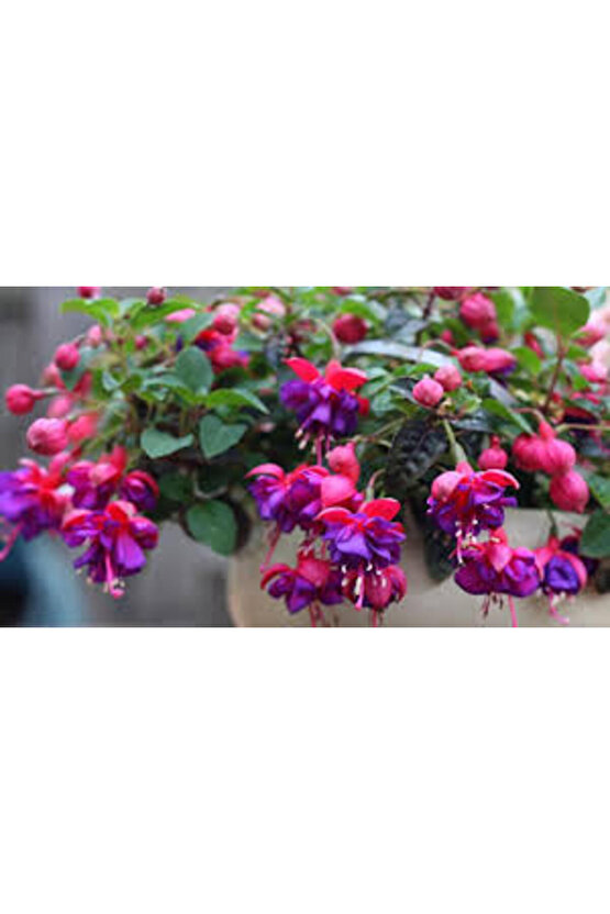 13 Litre Küpeli Çiçeği Ekim ve Bakım Torfu