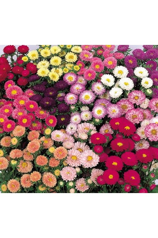 13 Litre Kasımpatı Çiçeği Ekim ve Bakım Torfu